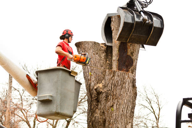 Professional Tree Services in Brookston, IN